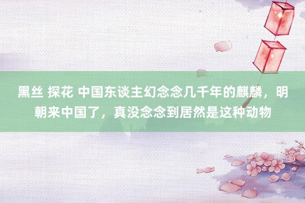 黑丝 探花 中国东谈主幻念念几千年的麒麟，明朝来中国了，真没念念到居然是这种动物